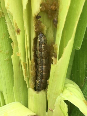 Effective Brown Maize Crop Pesticides for Controlling Corn Larval Stage Formula Beet armyworm damage