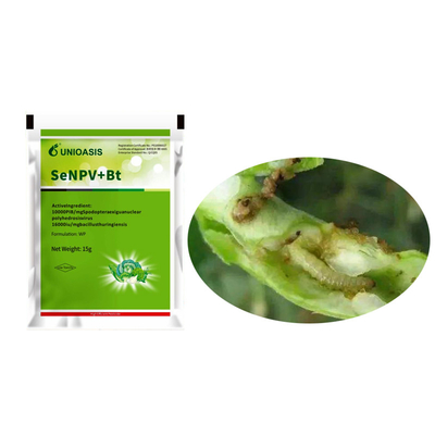 Active Ingredient Pest Virus And Bt Corn Kill Beet Armyworm Eggs Beet Armyworm Caterpillar