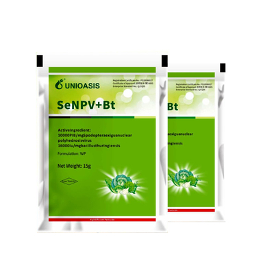 Beet armyworm prevention for Africa Active Pests Corn Borer beet armyworm larvae eat a variety of plants including tomato plants