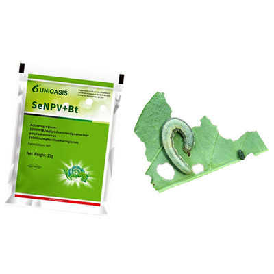 Beet armyworm prevention for Africa Active Pests Corn Borer beet armyworm larvae eat a variety of plants including tomato plants