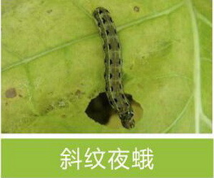 Active Ingredient Pest Virus And Bt Maize Crop Pesticides for Long Shelf Life Pest Management
