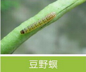 Active Ingredient Pest Virus And Bt Maize Crop Pesticides for Long Shelf Life Pest Management