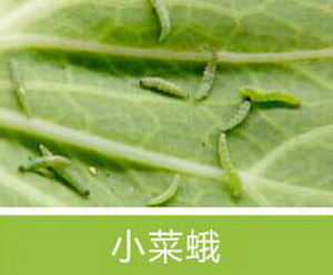 Active Ingredient Pest Virus And Bt Maize Crop Pesticides for Long Shelf Life Pest Management