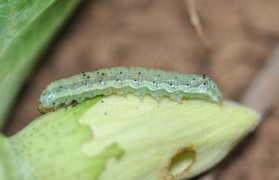 10 million PIB/mL HaNPV 2000IU/mL Bt HaNPV Kill Tobacco Chilli Pests Peru Cotton Professional Insecticide