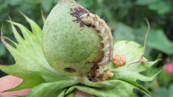 Biological Pesticide HaNPV Bt Without Chemical Residue Kill Cotton Chili Pests Highly Effective 