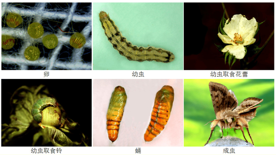 Unioasis pesticide HaNPV bacillus thuringiensis cotton tobacco chili pepper pests killer