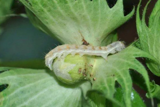 Non Resistance Agriculture Pesticide HaNPV Bt Bio Control Eliminate Oriental Tobacco Budworm