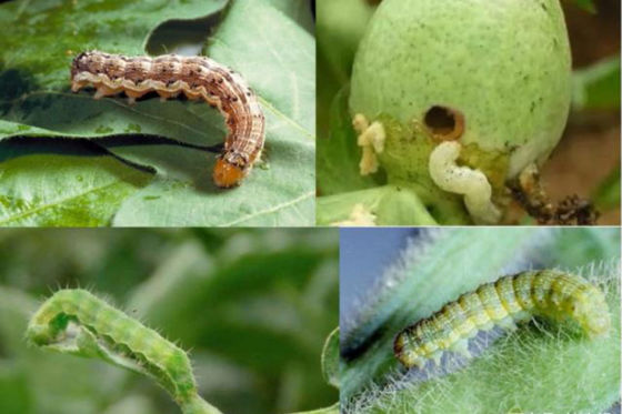 Cotton Organic Pesticide Without Chemical Residue Control Cotton Pepper Pests Oriental Tobacco Budworm