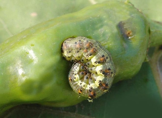 Agriculture large area cotton crop use bio pesticide 10 million PIB/mL HaNPV 2000IU/mL Bt