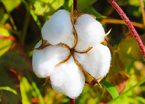 The Most Effective Choice HaNPV Bt Biological Pesticide for Cotton Crop