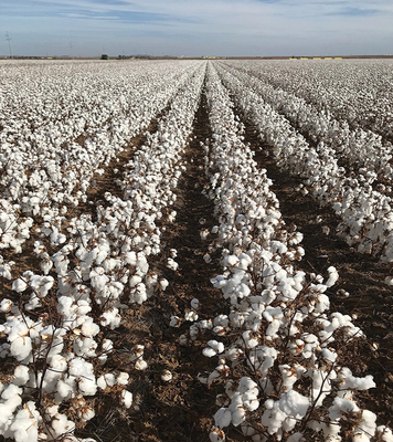 The Most Effective Choice HaNPV Bt Biological Pesticide for Cotton Crop