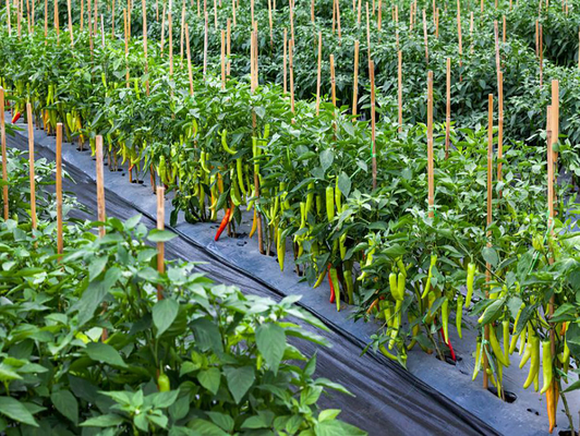 The Most Effective Choice HaNPV Bt Biological Pesticide for Cotton Crop