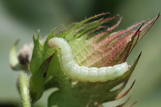 Bacillus Thuringiensis Bt Microbial Pesticide for Lepidoptera Control