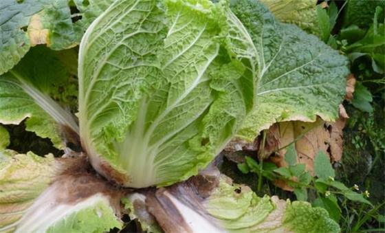 Antibiotic bacterial pesticide 6% Kasugamycin for rice citrus fruits vegetables agriculture use