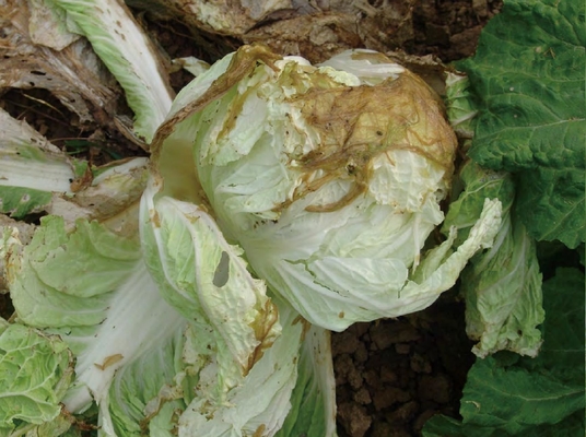 Bacterial Fungicides 6% Kasugamycin Fruits Citrus Rice Cabbage Vegetable Disease Prevention 