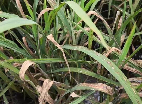 Soluble Concentrate Agriculture Farm Crop Plant Fungicide Kasugamycin for rice blast control