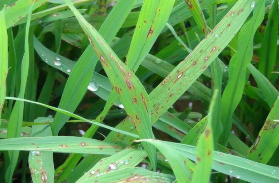 Low Toxic Agricultural Antibiotic Fungicide Broad-spectrum 6% Kasugamycin Preventive Cure Effects