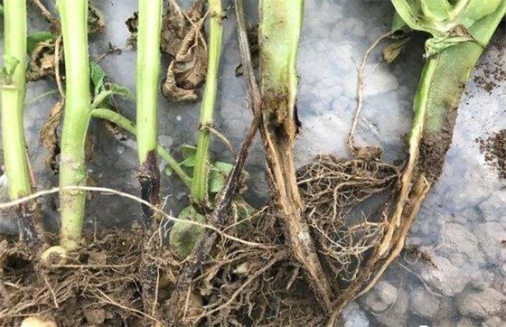 Kasugamycin manage potato black leg cure wound repair function rice fruits vegetables