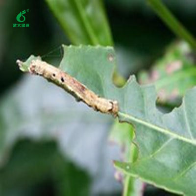 Tea Geometrid Common Pests Kill Organic Chinese Tea Good Effect Ecotropis Obliqua Nuclear Polyhedrosis Virus