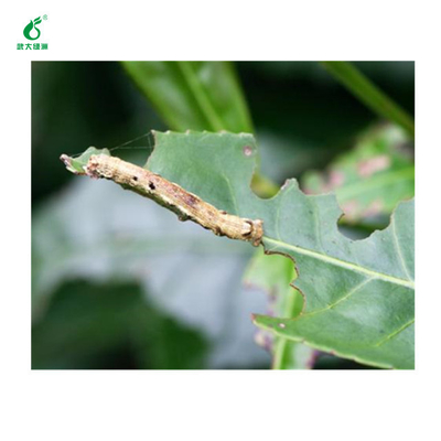 Biological Spray Pesticide 10 Million PIB/mL EoNPV 2000IU/mL Bt Organic Tea Pesticide