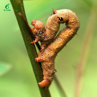 EoNPV Tea Geometer Pesticide Ectropis Obliqua Harmless to Human Beings and Animals