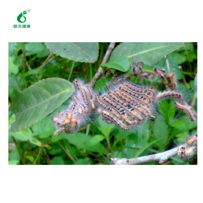 Ectropis Obliqua Nuclear Polyhedrosis Virus Extract EoNPV Bt Organic Pesticide Tea Caterpillar Killing