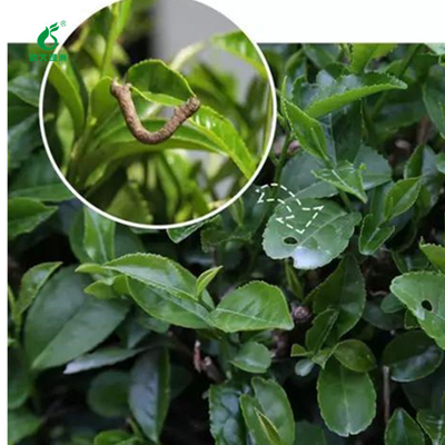 Organic Pesticide Good Taste Kill Tea Geometrid Caterpillar Fly Without Residue