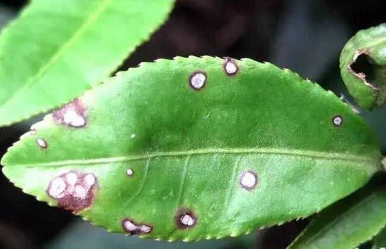 National Invention Patent Bactericide Chili Promote Growth Robust Seedling Thick Green Leaves