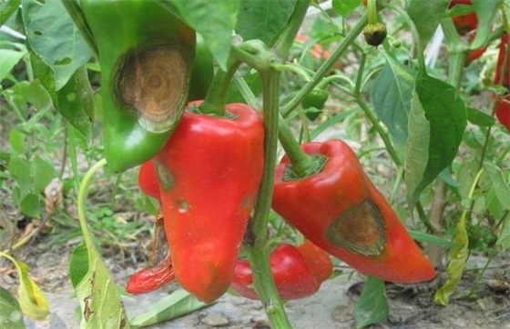 Bacillus Velezensis Biocide Robust Seedlings Large Leaves Irrigation Root Melon Tomato  