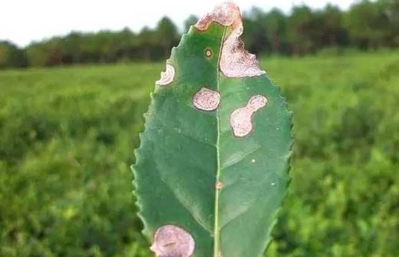 Bacillus Velezensis Promote Melon Honeydew Cantaloupe Growth Improve Soil Microbial Flora