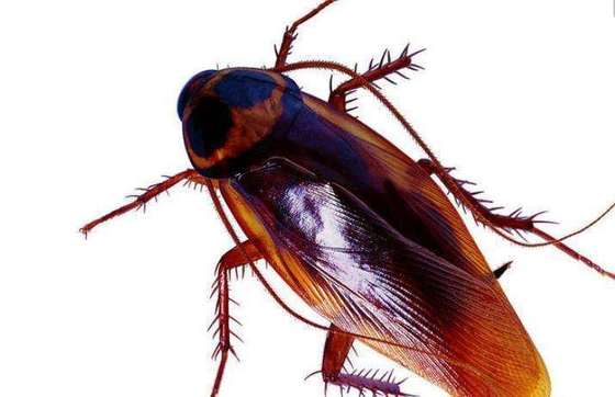 Non Chemical Donino Effect Killing Cockroach Gel Bait China Supplier Microbial Bio Pesticide PfDNV