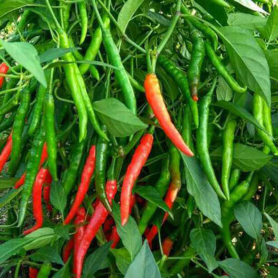 No Residue Biological Insecticide with 16000 IU/mg Active Content Compatible With Most Fertilizers for Organic Farming