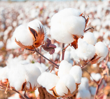 No Residue Biological Insecticide Approved By Authorities for Safe Pest Management in Organic Farming