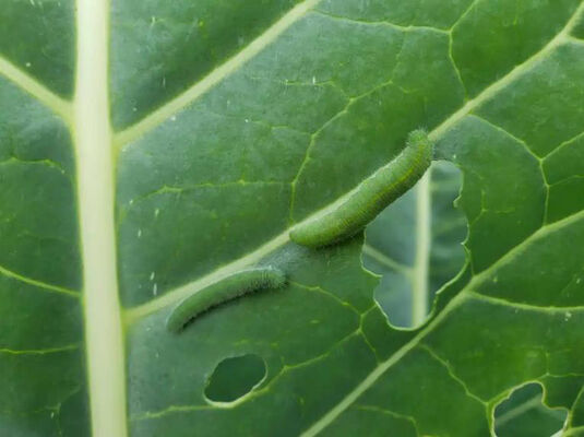 Biodegradable Natural Vegetable Insecticides with Active Content Sc 10 Million PIB mg PrGV 0.2 Bt Supporting Sea Land Air Shipping Pest Control