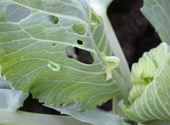 Biodegradable Natural Vegetable Insecticides with Active Content Sc 10 Million PIB mg PrGV 0.2 Bt Supporting Sea Land Air Shipping Pest Control