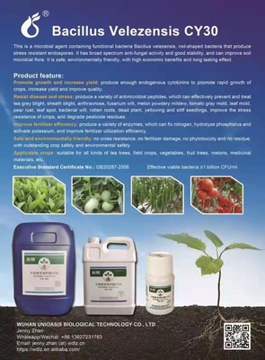 Bacillus Velezensis CY30 Blueberry Plant Fertilizer For Strawberry Plants