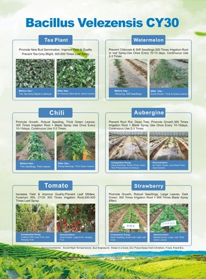 Bacillus Velezensis CY30 Blueberry Plant Fertilizer For Strawberry Plants