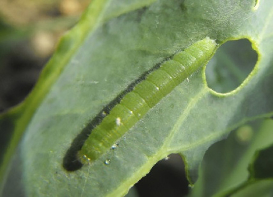 Spray Vegetable Natural Organic Biological Insecticides Wettable Powder Effective Against Adults & Eggs Diamondback Moth