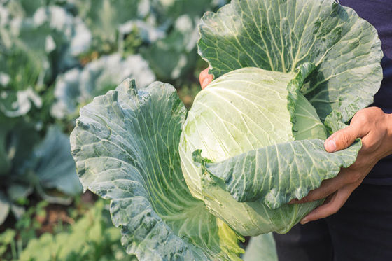 Organic Natural Vegetable Insecticide PrGV WP - Eco-friendly Safe Effective Against Plutella xylostella and Cabbage Worm with Long-lasting Efficacy