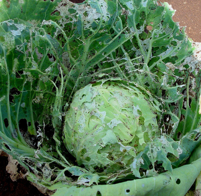 100% Natural Organic Biological Insecticides PrGV and Bt Ecological Farm Pesticide Powder Formulation