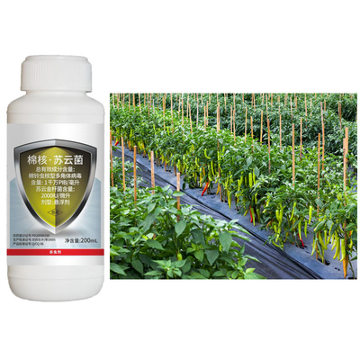 Pink Worm on Cotton Pesticide Natural Cotton Organic Biological Pesticide Against Cotton Boll Worm