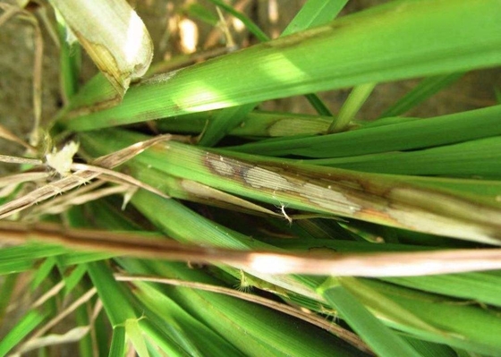 25% Pyraclostrobin SC Downy Mildew Fungicides For Cucumbers Rice Disease