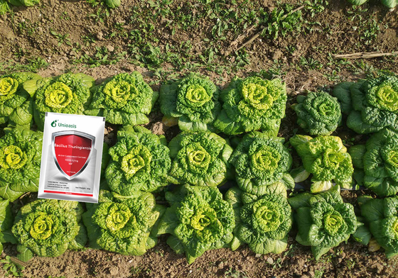 WP Vegetable Biological Insecticides Bacillus Thuringiensis for Garden Soil