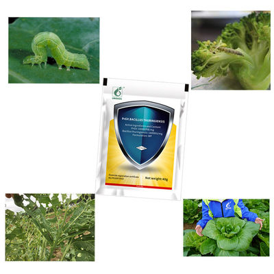 Organic Certification Non Chemical Residue 0.1Billion/mg PrGV 16000iu/mg Bt Vegetable Plutella Xylostella
