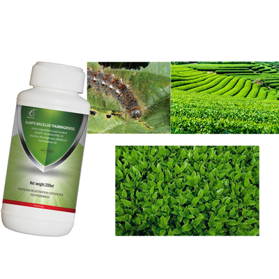 Tea Plant EoNPV Ectropis Obliqua Insecticide with bacillus thuringiensis Bt Spray Plants