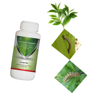 Tea Plant EoNPV Ectropis Obliqua Insecticide with bacillus thuringiensis Bt Spray Plants