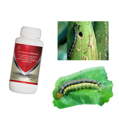 Brassicaceous Vegetable Fall Armyworm Control in Maize Insect Viral NPV Biopesticide Purpose  