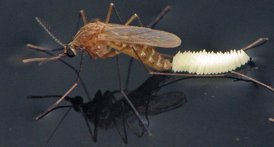 Bacillus Thuringiensis High Luring Fast Mosquito Larvae Insecticide Stockyards Slaughter House