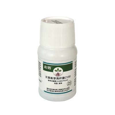 CY30 Bacillus Velezensis Bactericide Cure Tomato Chili Anthracnose