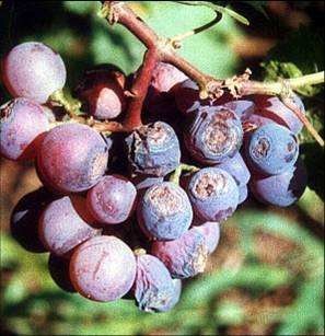 Low Cost Fertilizer 1 Billion CFU/mL Fungicide CY30 Cure Plant Disease Increase Yield Promote Production